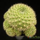 Collecion de Avonia