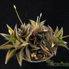 Collecion de Avonia