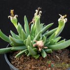 Collecion de Avonia