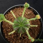 Collecion de Avonia