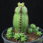 Collecion de Avonia