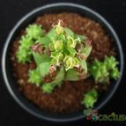 Collecion de Avonia