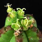 Collecion de Avonia