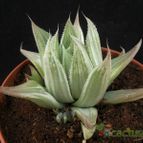 Collecion de Avonia