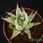 Collecion de Avonia