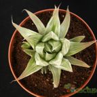 Collecion de Avonia