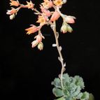 Collecion de Avonia