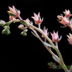 Collecion de Avonia