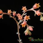 Collecion de Avonia