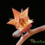 Collecion de Avonia