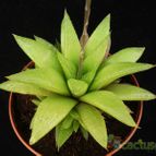 Collecion de Avonia