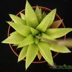 Collecion de Avonia