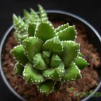 Collecion de Avonia