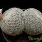 Collecion de Avonia
