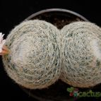 Collecion de Avonia