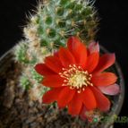 Collecion de Avonia
