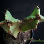 Collecion de Avonia