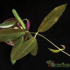 Collecion de Avonia