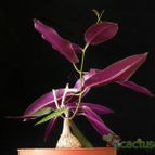 Collecion de Avonia