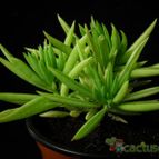 Collecion de Avonia