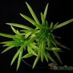 Collecion de Avonia