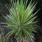 Collecion de Avonia