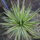 Collecion de Avonia