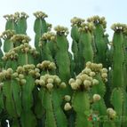 Collecion de Avonia