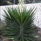 Collecion de Avonia