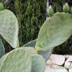 Collecion de Avonia