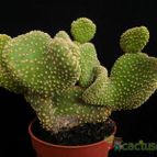 Collecion de Avonia
