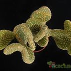 Collecion de Avonia