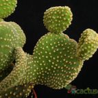Collecion de Avonia