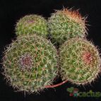 Collecion de Avonia