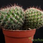 Collecion de Avonia