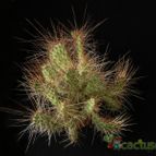 Collecion de Avonia