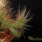 Collecion de Avonia