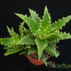 Collecion de Avonia
