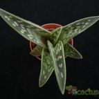 Collecion de Avonia