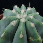 Collecion de Avonia