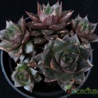 Collecion de Avonia
