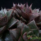 Collecion de Avonia