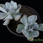 Collecion de Avonia