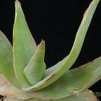 Collecion de Avonia