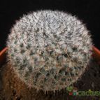 Collecion de Avonia