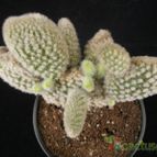 Collecion de Avonia