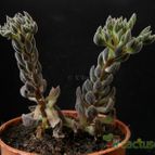Collecion de Avonia