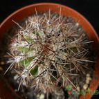 Collecion de Avonia