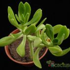 Collecion de Avonia