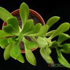 Collecion de Avonia